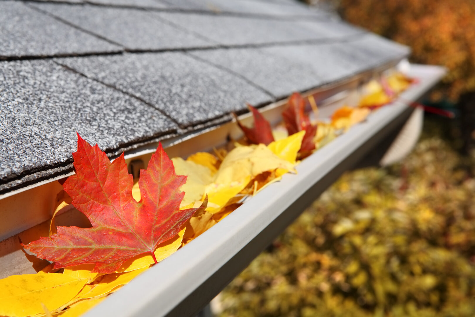 Balise alt : Feuilles mortes rouge et jaune dans une gouttière, travaux d'entretien.