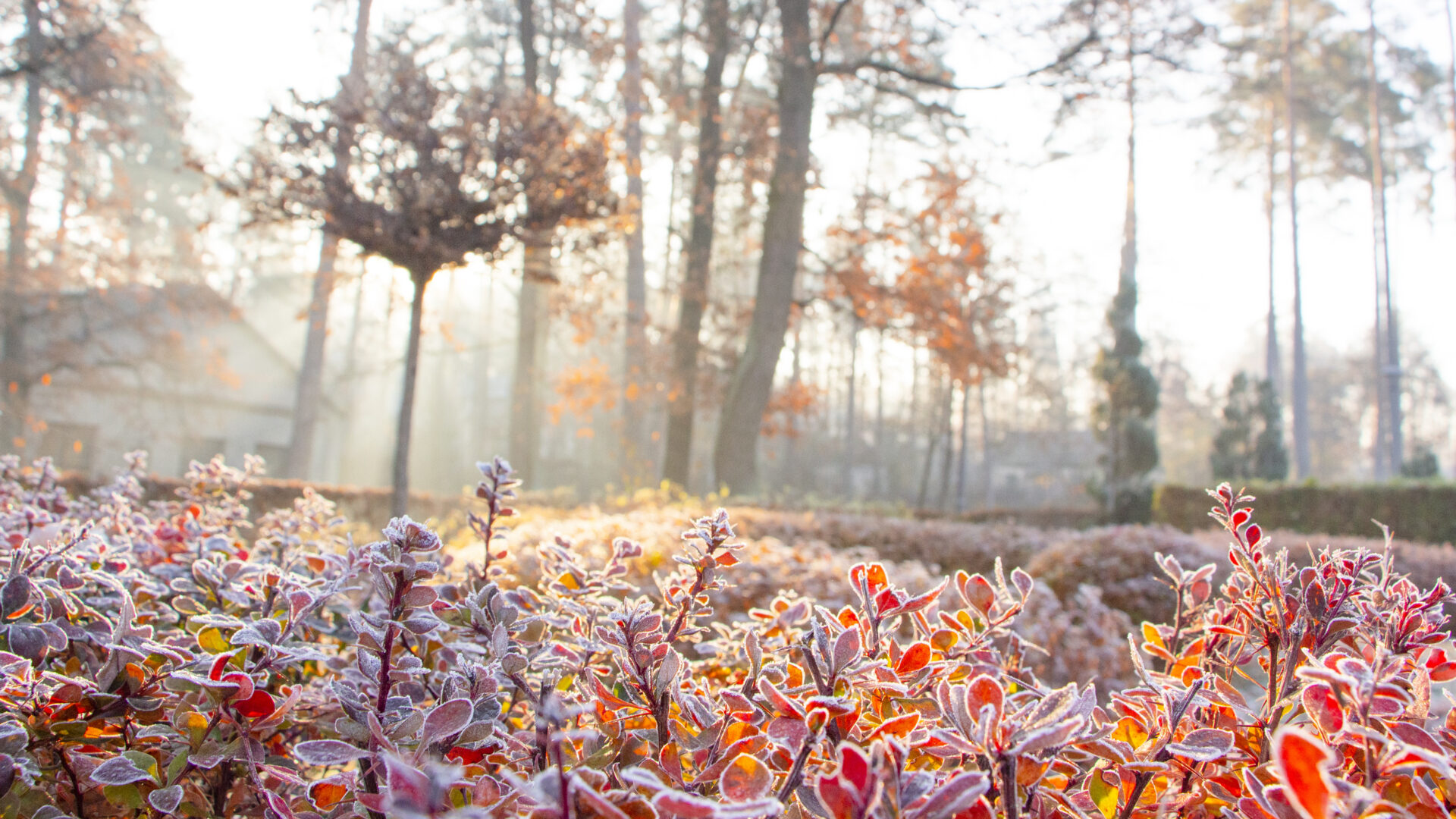 Fleurs aux teintes rouges et violettes, d'automne, à Cugnaux, région Occitanie.